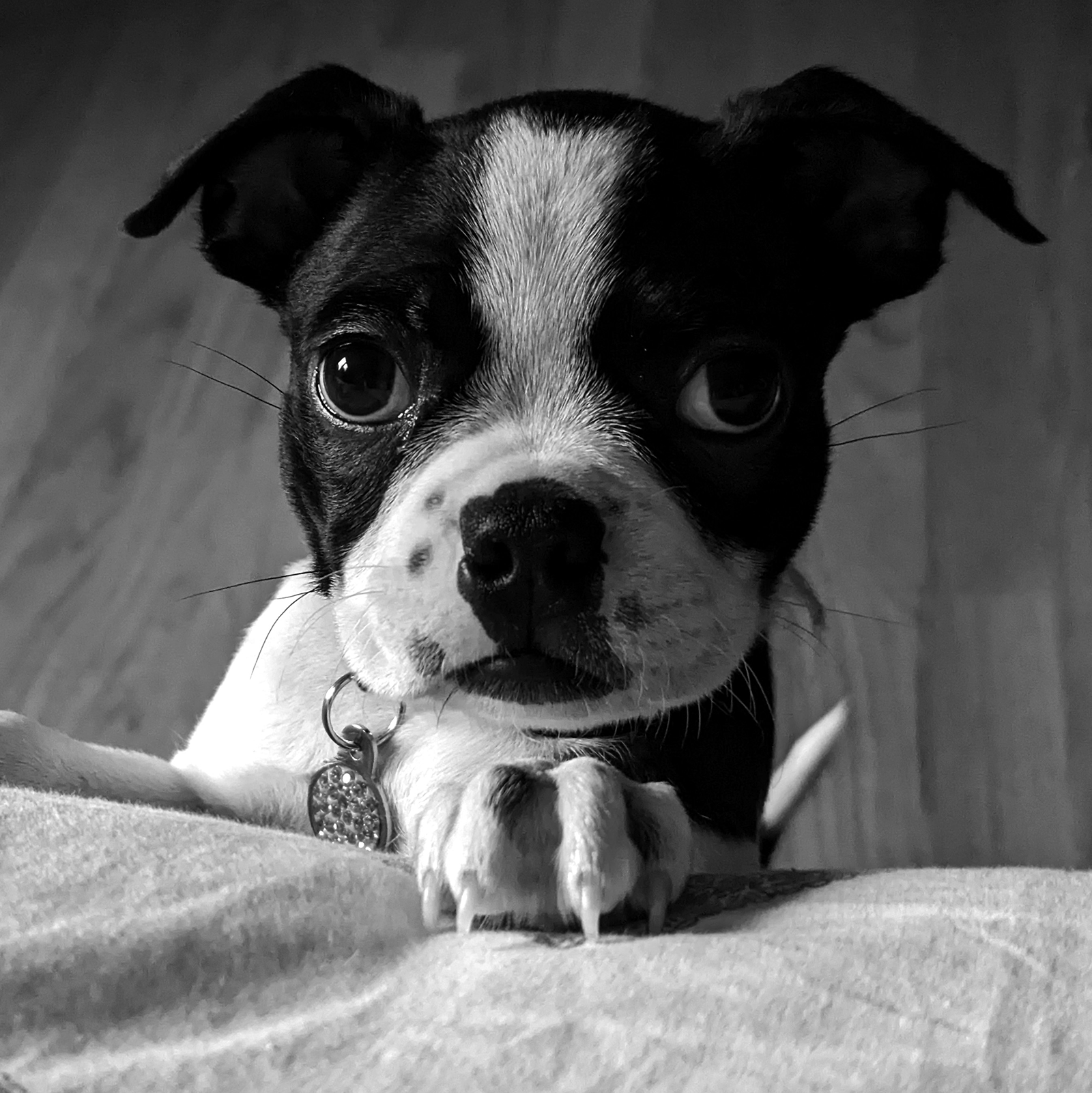 Photograph of a Boston Terrier puppy